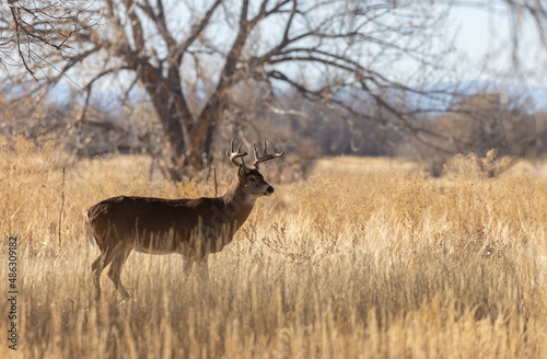 Buck Whitetail Deer in the Rut in Autumn in Colorado