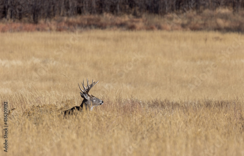 Buck Whitetail Deer in the Rut in Autumn in Colorado