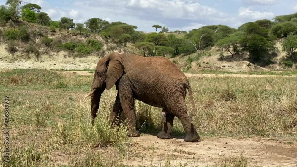 Safari in Africa. A large elephant walks in the Tarangire National Park. The amazing nature of Tanzania. Safari in Africa. A large elephant walks in the Tarangire National Park. The amazing nature of Tanzania.