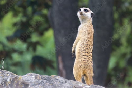 A funny meerkat stands high on a rock and performs an important watchdog job on a summer day. close-up. © olgaS
