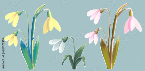 snowdrop flower set, first spring blooming flower, vector