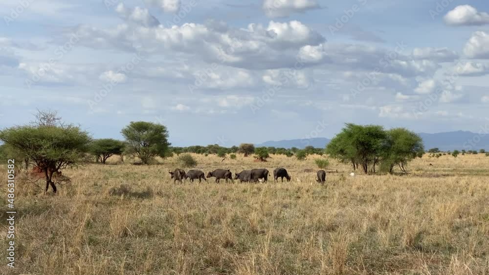 Buffalo family grazing in the fields of Tarangire National Park. Safari in Africa. The amazing nature of Tanzania. Long shot. Buffalo family grazing in the fields of Tarangire National Park. Safari in Africa. The amazing nature of Tanzania. Long shot.