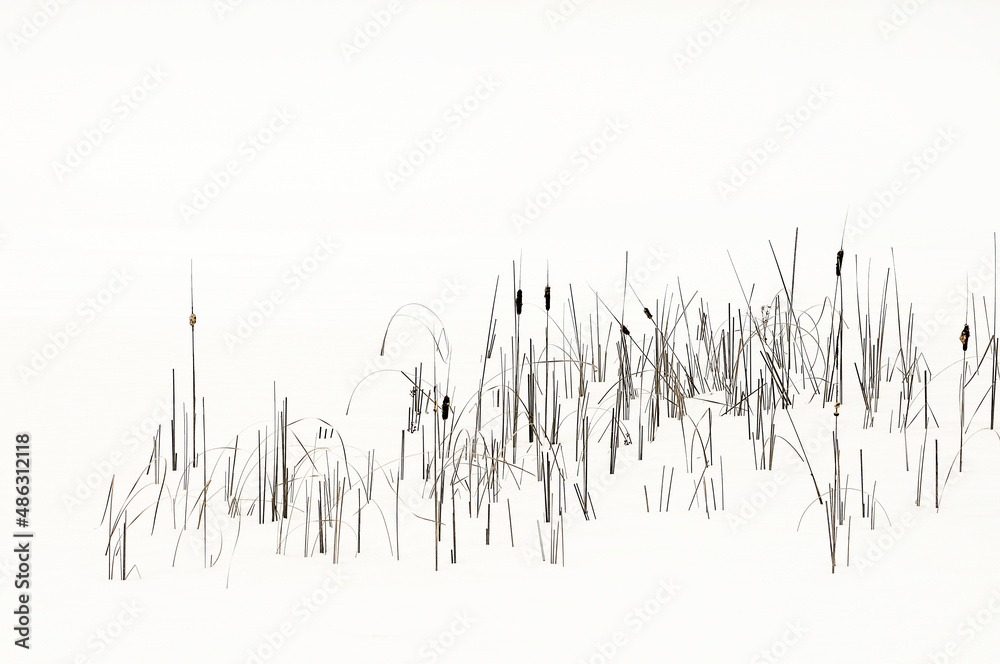 cattail reeds in snow - obrazy, fototapety, plakaty 