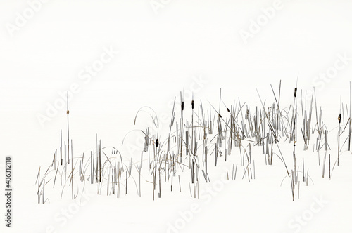 cattail reeds in snow