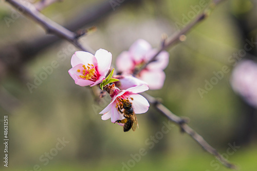 Bee flown towards the flower of the almond tree to collect the pollen