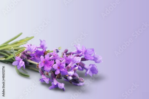 Beautiful fresh aroma Lavender flowers