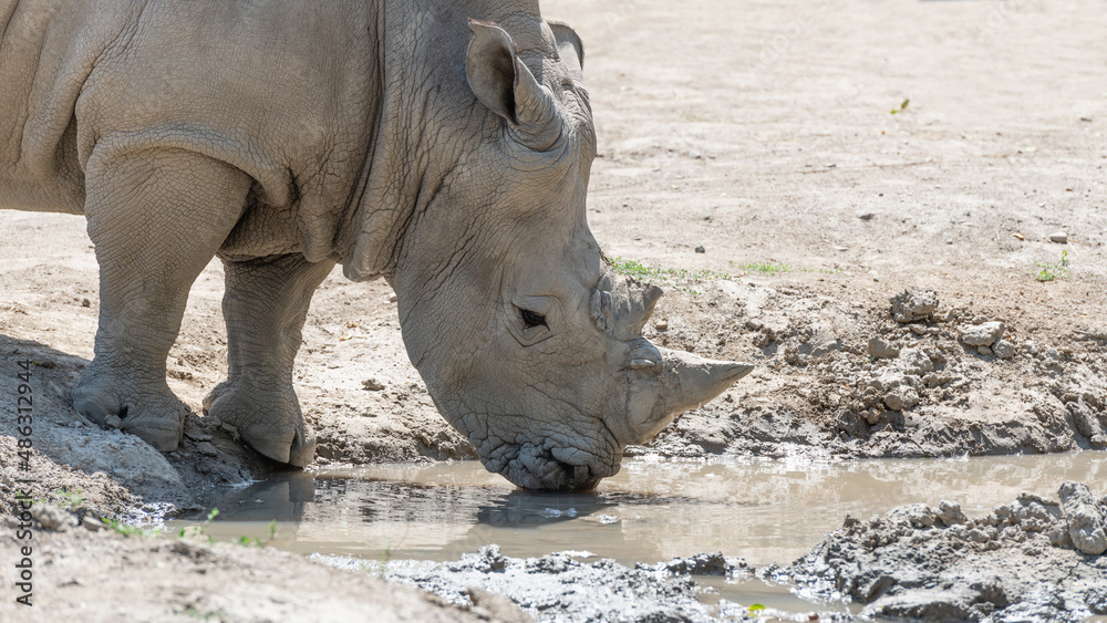 Rare white rhinoceros drinks water from a puddle Rare white rhinoceros drinks water from a puddle
