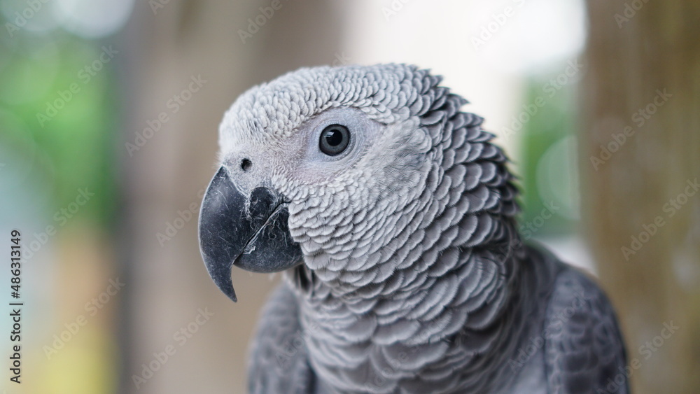 Fototapeta premium Africa Grey Parrot Bird