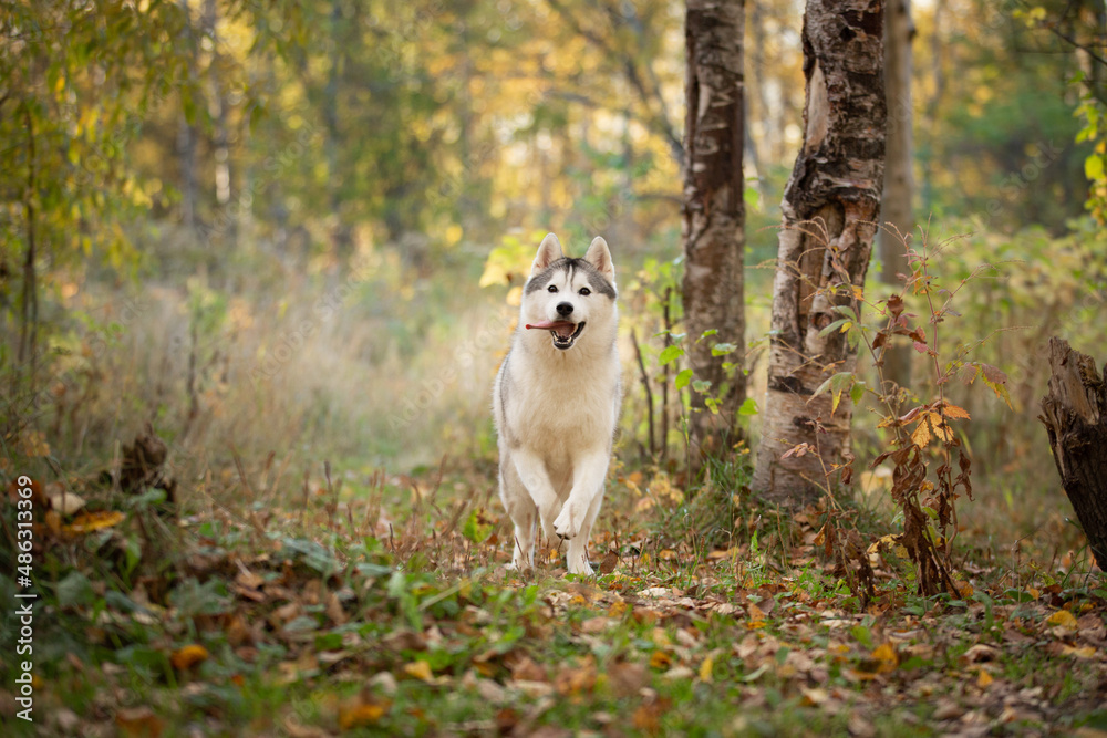 Cute silver and white siberian husky dog running in the fall forest at sunset Cute silver and white siberian husky dog running in the fall forest at sunset