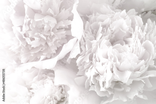 Beautiful blooming white peonies as background, closeup