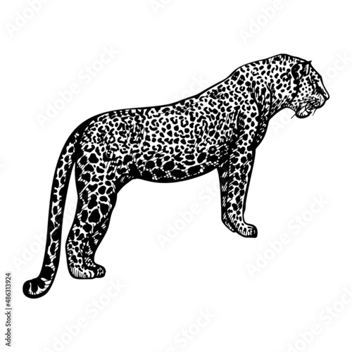 Leopard in engraving style isolated on white background. Hand drawn wildlife animal.