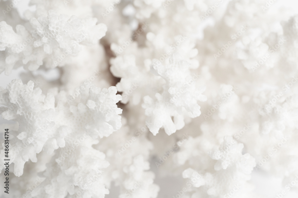 Beautiful exotic sea coral as background, closeup