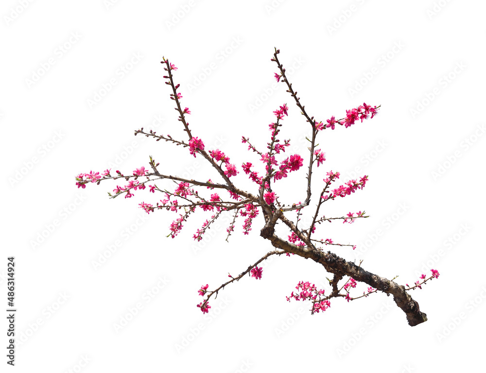Peach blossom flower isolated on white