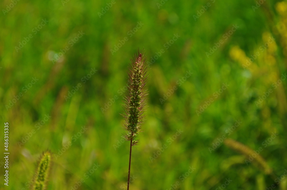 Long curved green and golden spike of cattail grass Setaria pumila, yellow foxtail, yellow bristle-grass, pigeon grass illuminated by sun rays in blurry background