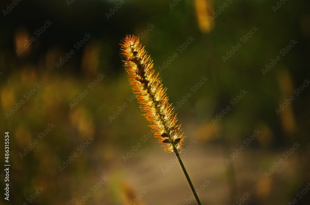 Long curved green and golden spike of cattail grass Setaria pumila, yellow foxtail, yellow bristle-grass, pigeon grass illuminated by sun rays in blurry background