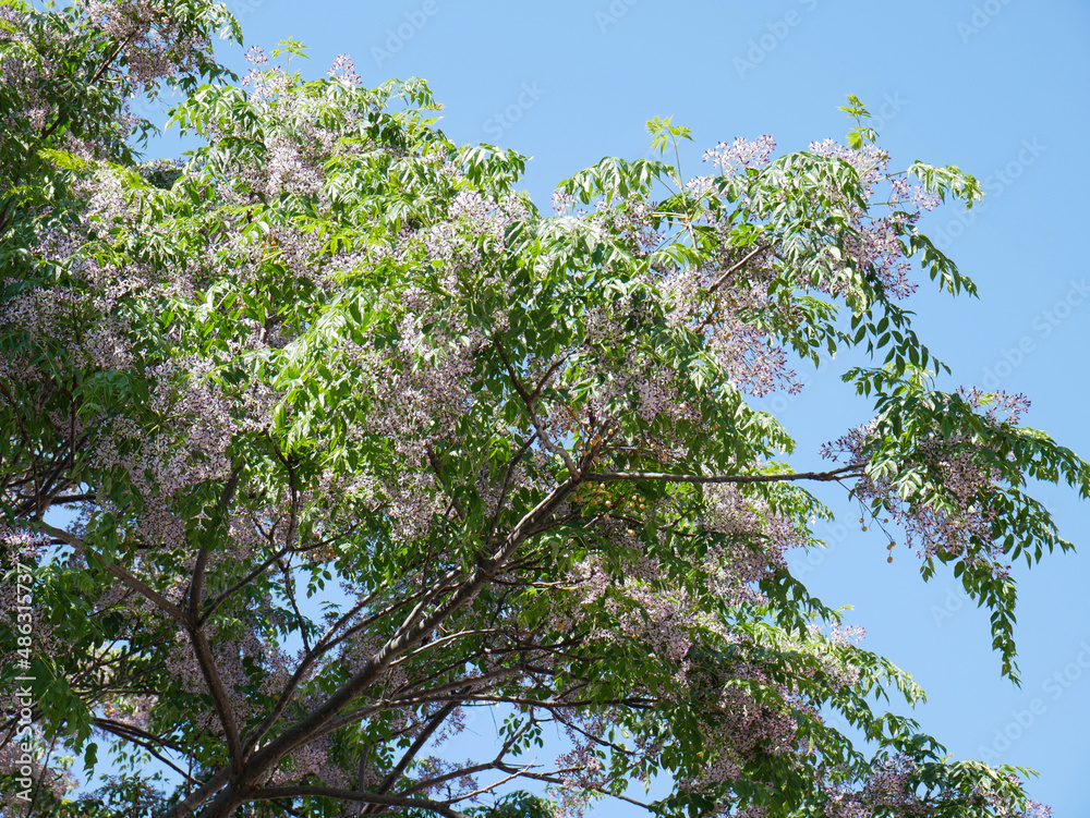 Melia azedarach (Rosary tree or Chinaberry) the flowers are small and fragrant with light purple or lilac petals, collected in cluster inflorescences, flowering occurs in spring-summer Melia azedarach (Rosary tree or Chinaberry) the flowers are small and fragrant with light purple or lilac petals, collected in cluster inflorescences, flowering occurs in spring-summer