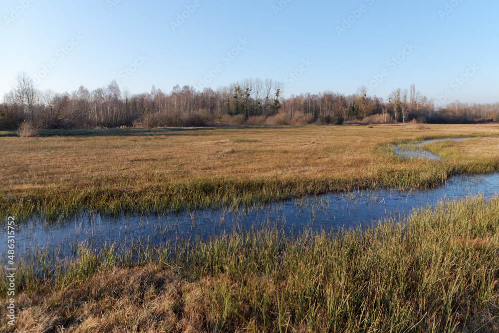 Wet meadow in the Episy Sensitive Natural Space. French Gatinais regional nature park Wet meadow in the Episy Sensitive Natural Space. French Gatinais regional nature park