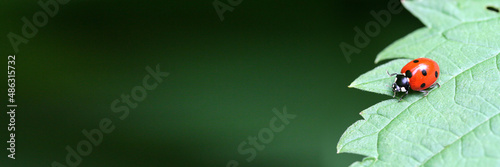 Banner: Red ladybug on a green leaf. Blurred background. Green background. Close-up, selective focus.