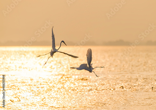 egrets play in water land with sunset photo