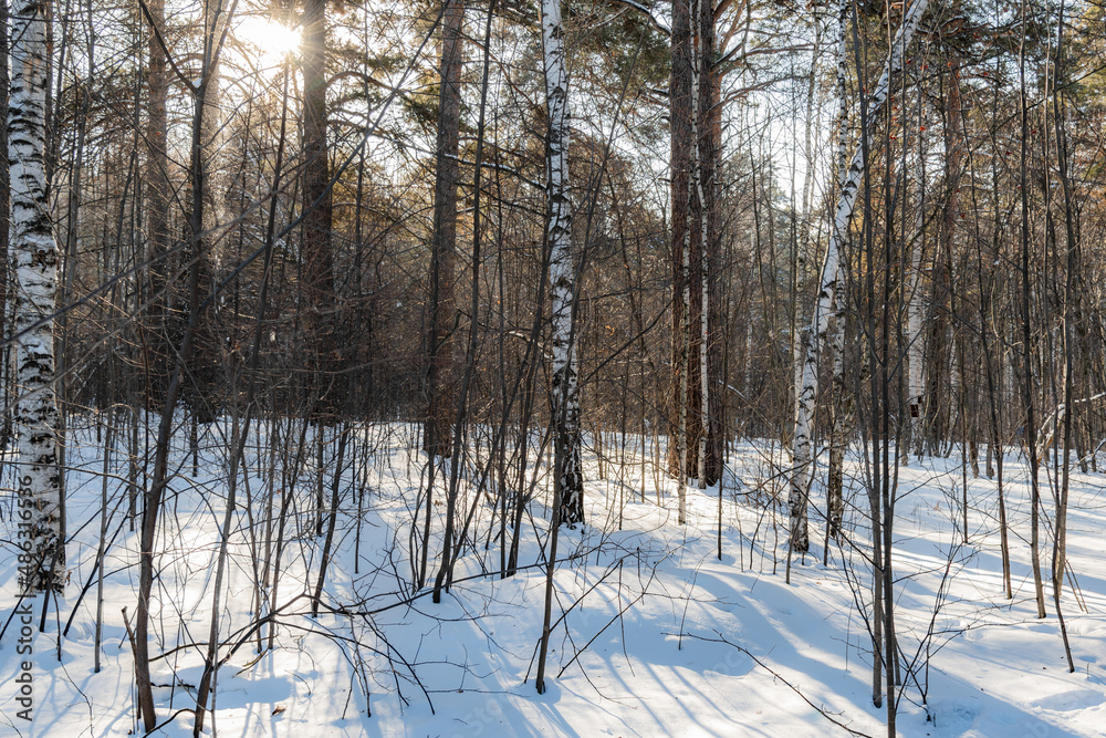 Beautiful landscape of winter snowy forest Beautiful landscape of winter snowy forest