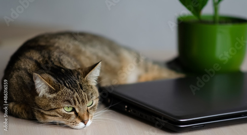   at lies on the table next to laptop and flower. The concept of work at home with pets. Portrait of brown cat with green eyes. Banner of cozy house background with copy space.