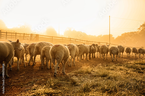 Ovelhas no nascer do sol