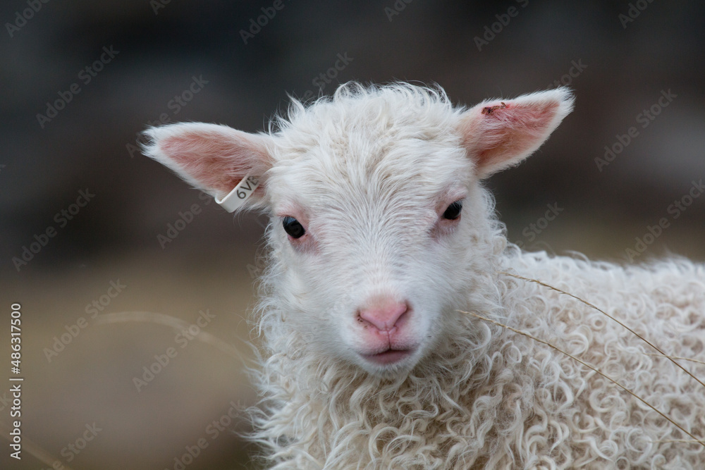 Portrait of little lamb