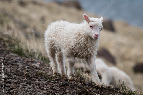 little lambs by the road