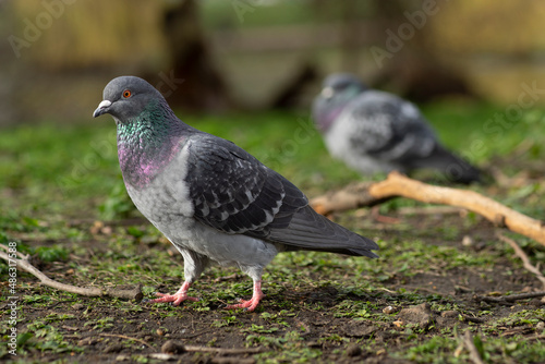 pigeon  walking on the ground with sand and plants in a parc animal in the city