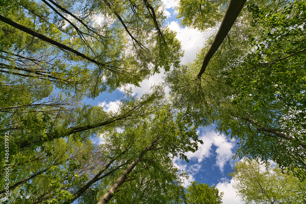Fototapeta premium a great view up into the trees direction sky