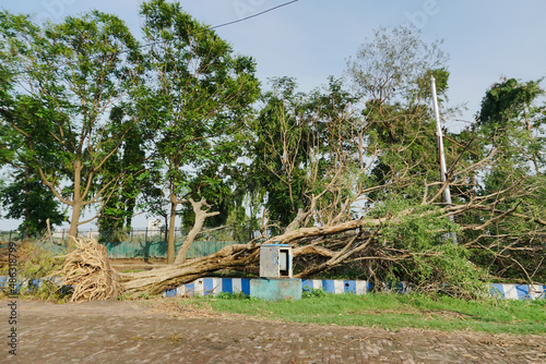 Super cyclone Amphan uprooted tree which fell and blocked pavement. The devastation has made many trees fall on ground. photo