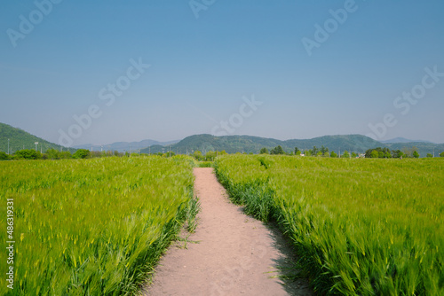 Green barley field at Hwangnyongsa Temple Site in Gyeongju  Korea
