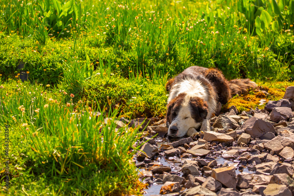 The dog lies in the grass on the nature. Walk with the animals in the park. Animal protection concept with copy space for text.