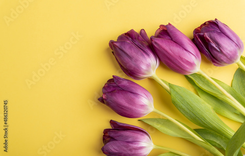 horizontal photo of purple tulips on a yellow background with copy space shot from above  flat lay  Easter  Mothers Day  spring concept