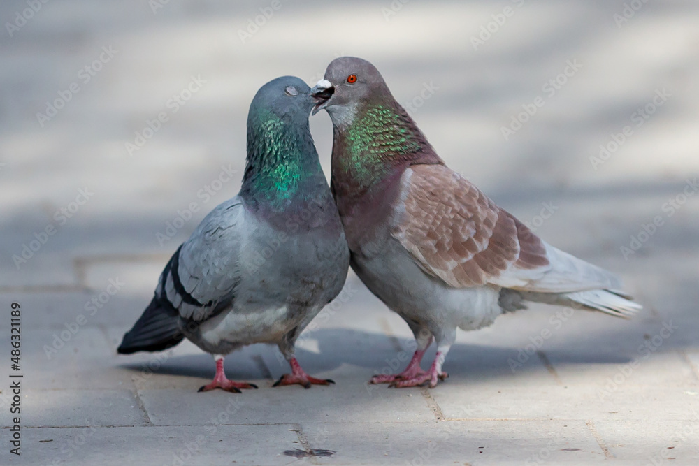 Two pigeons during the ritual of courtship and mating during the spring. Animal reproduction. urban birds Two pigeons during the ritual of courtship and mating during the spring. Animal reproduction. urban birds