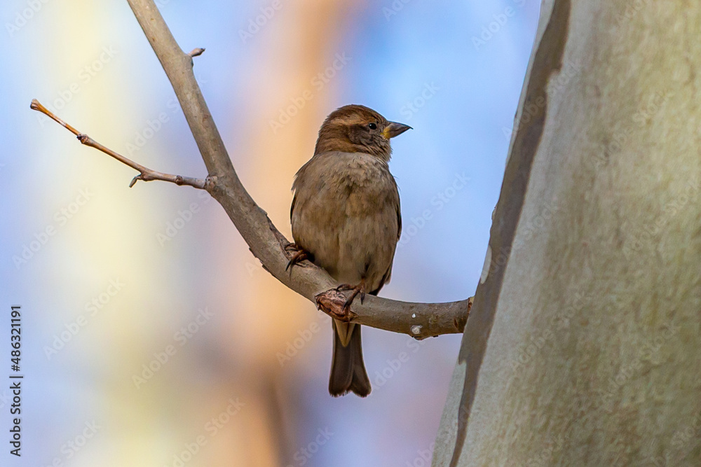 Naklejka premium Small sparrow with brown plumage. urban bird. endangered species