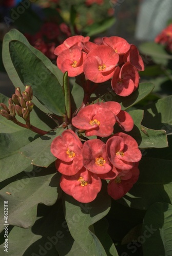 It is a family of Euphorbia and gives pink color flower , stem has thorns 