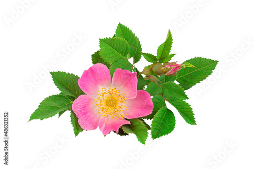 Wild rose with simple, non-double flowers, isolated on white background, close-up.