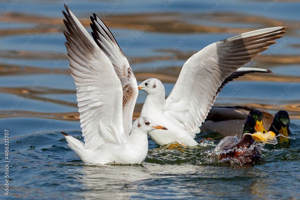 Gulls and wild ducks fighting for food. Fight for survival. waterfowl in freedom