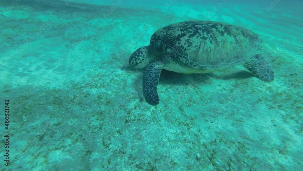 Slow motion, Sea turtle green eats sea grass on the sandy seabed. Green sea turtle (Chelonia mydas) Underwater shot, Camera moving forwards to the turtle. Close-up Slow motion, Sea turtle green eats sea grass on the sandy seabed. Green sea turtle (Chelonia mydas) Underwater shot, Camera moving forwards to the turtle. Close-up