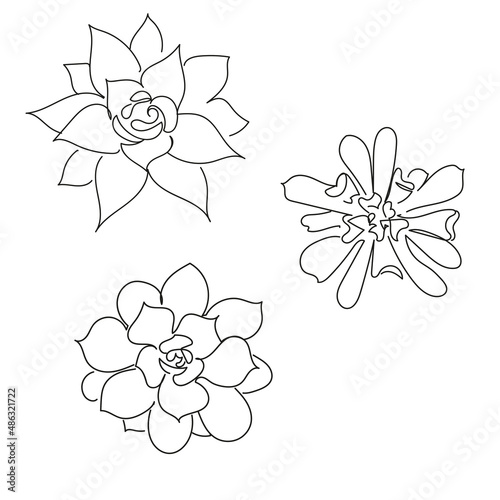 Succulents, crassula, echeveria, haworthia drawing on white background in line art style
