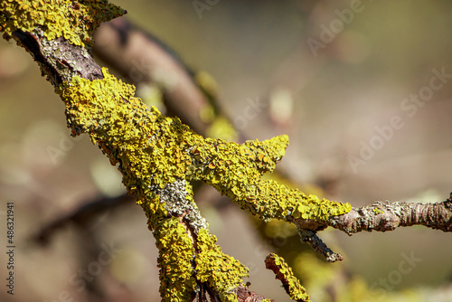 Green lichen close-up on tree branch. Plant disease.