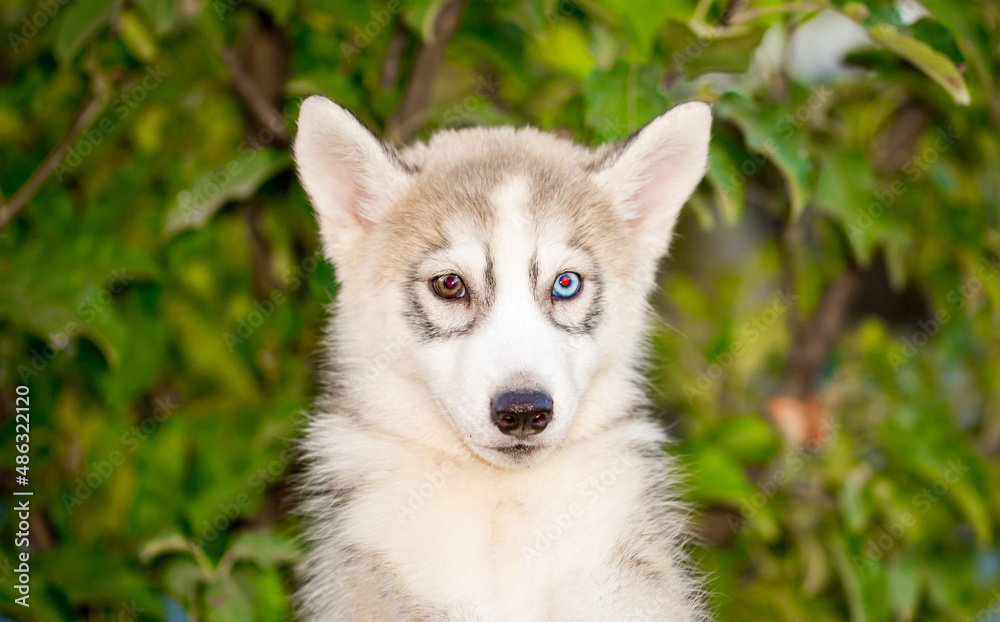 Husky dog walks in the park. Walk down the street with a big dog without a muzzle. Pedigree dog for the protection and protection. Eyes of different colors.