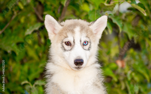 Husky dog walks in the park. Walk down the street with a big dog without a muzzle. Pedigree dog for the protection and protection. Eyes of different colors.