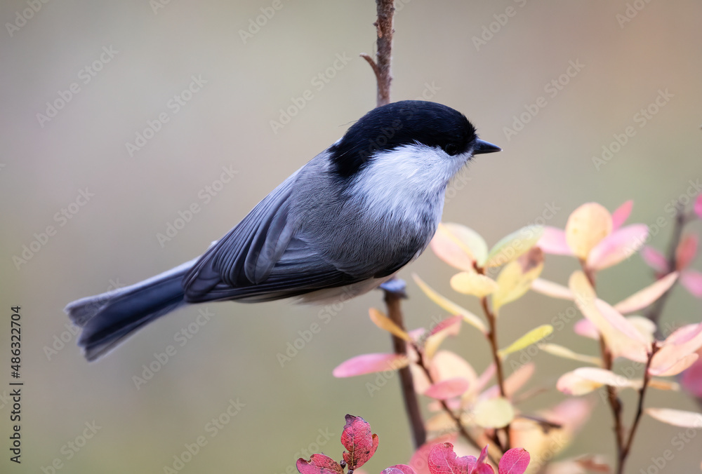 Obraz premium willow tit