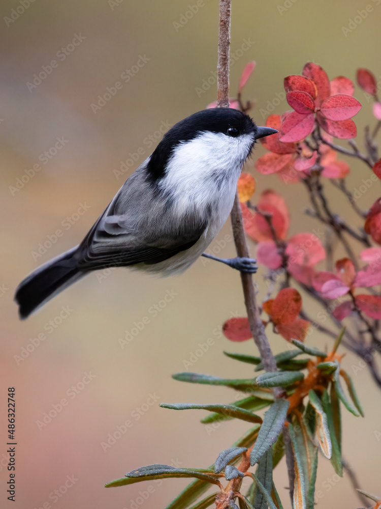 Fototapeta premium willow tit