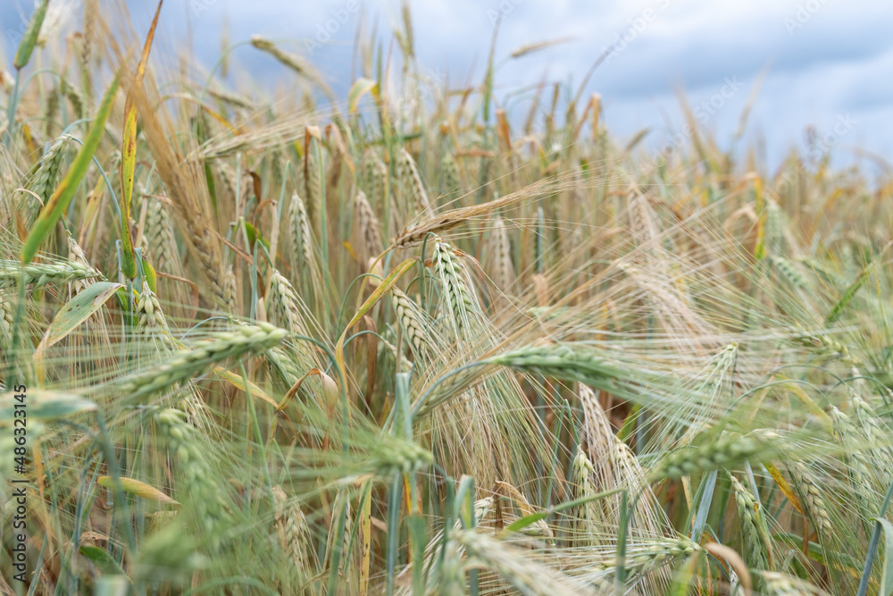 Field of ripe wheat on a cloudy summer day.