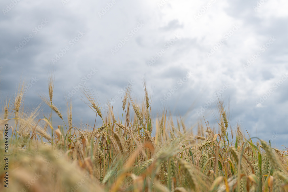 Fototapeta premium Field of ripe wheat on a cloudy summer day.