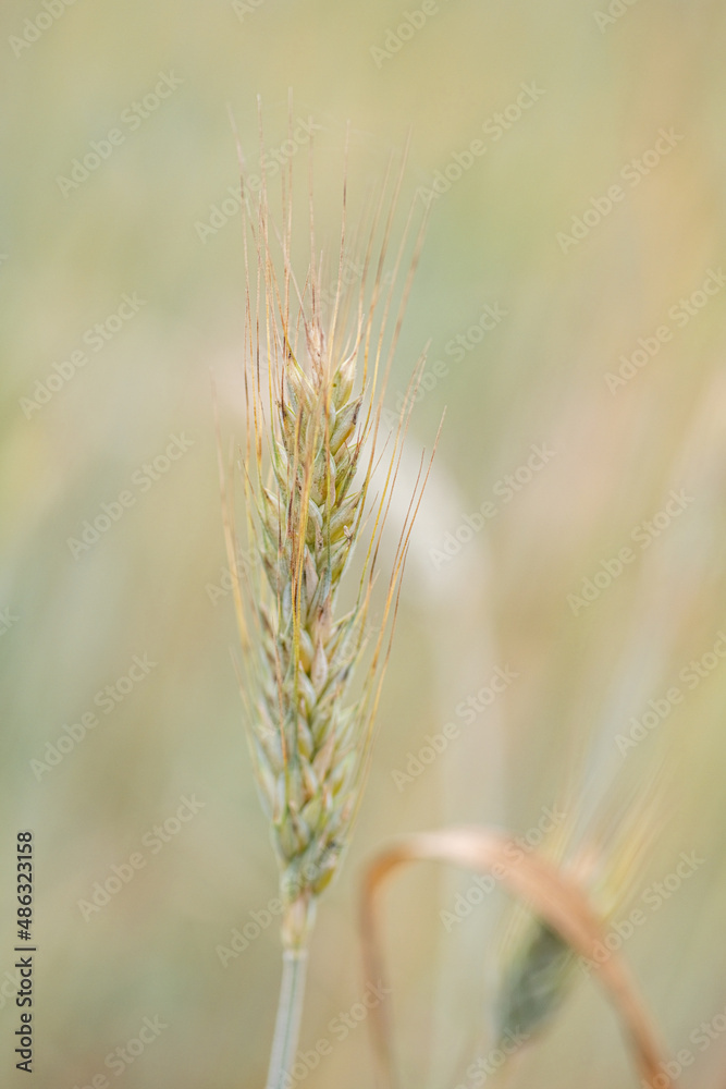 Field of ripe wheat on a cloudy summer day. Field of ripe wheat on a cloudy summer day.