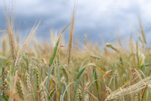 Field of ripe wheat on a cloudy summer day.